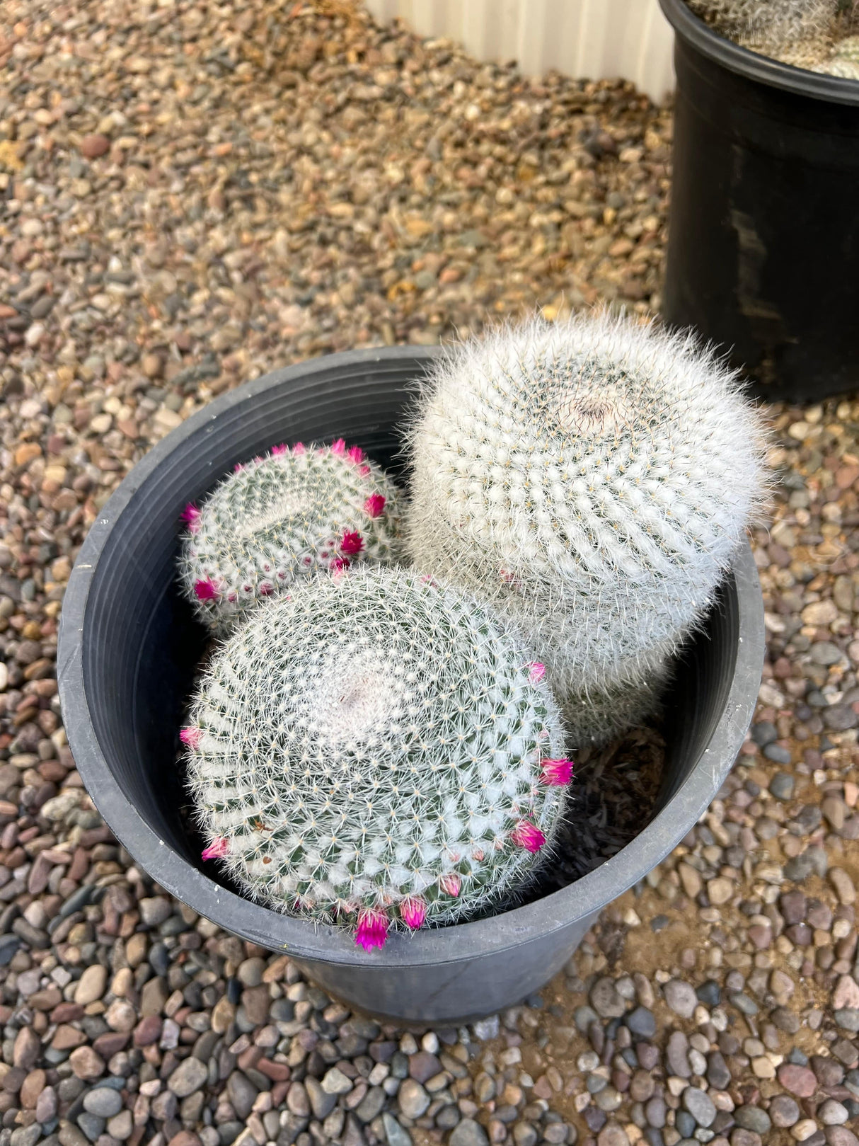 Mammillaria Hahniana 3-Pack Cluster - Mammillaria Hahniana