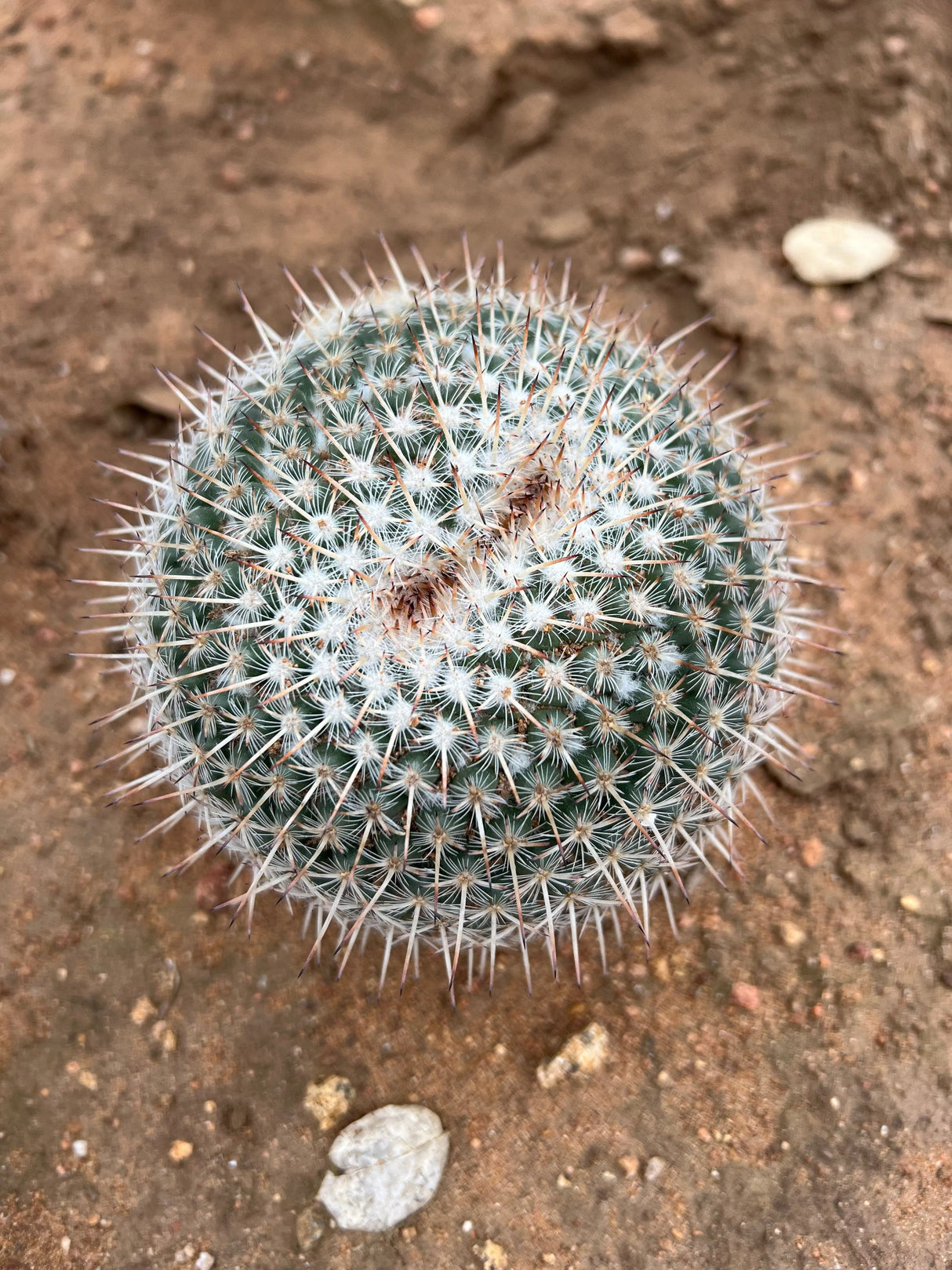Owl Eye Cactus - Mammillaria Parkinsonii