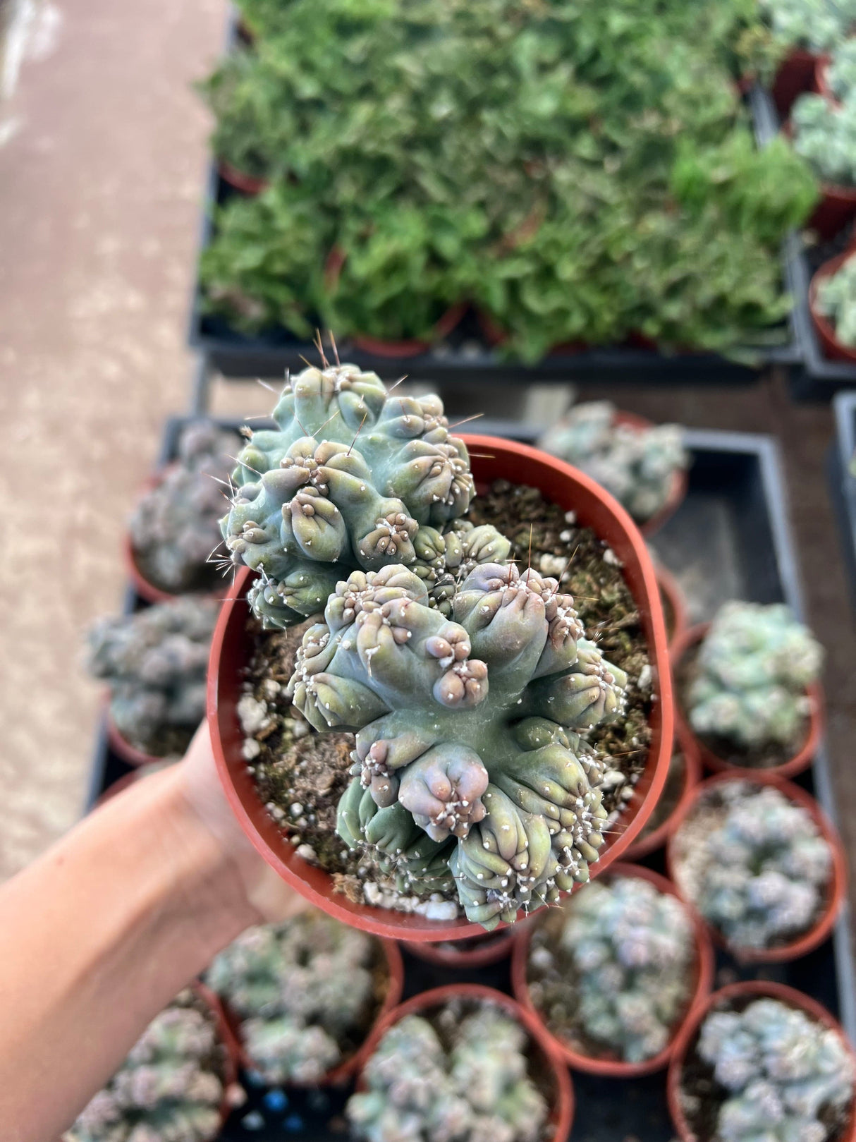 Cereus forbesii monstrose - 'Ming Thing'