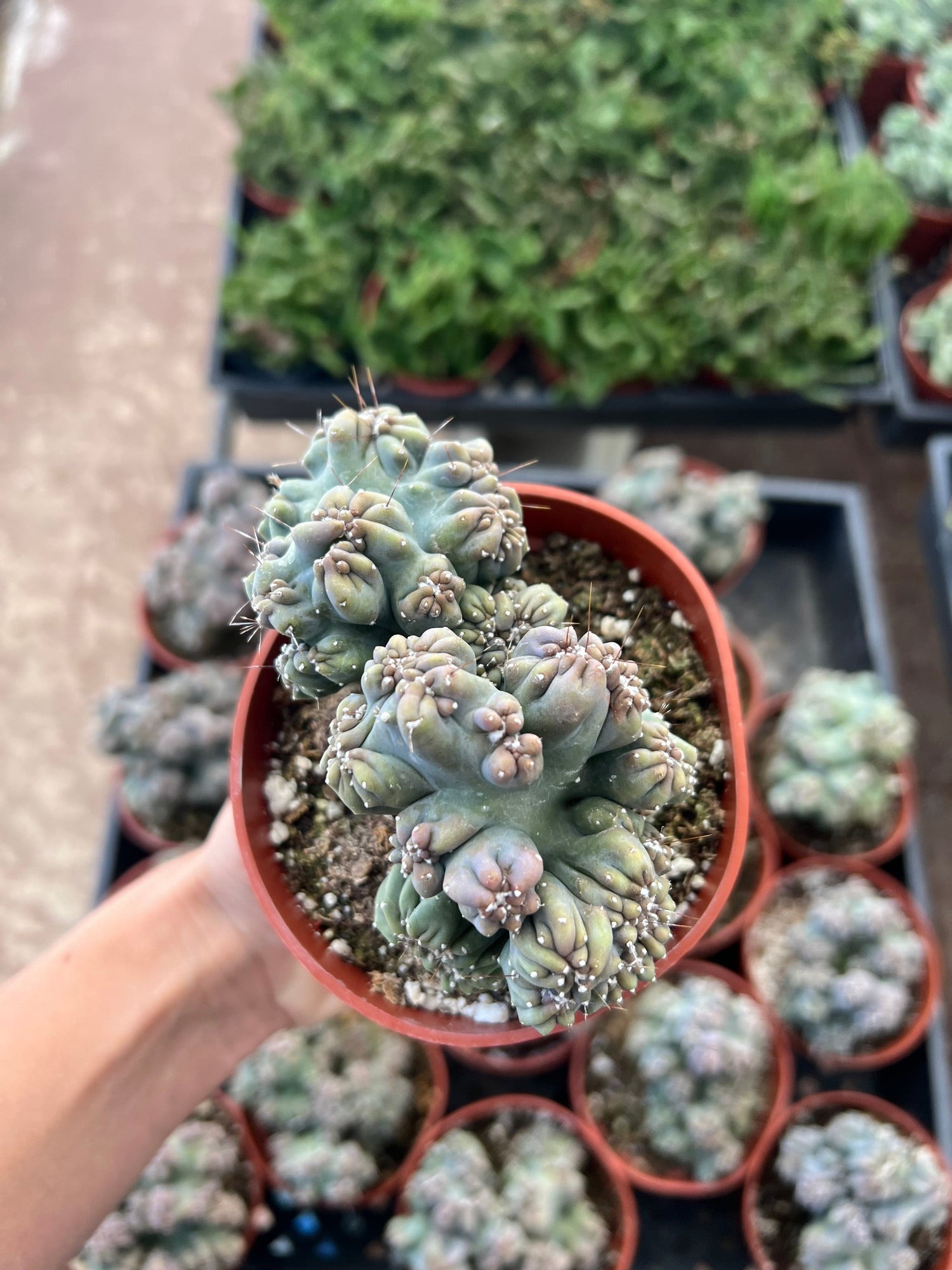 Cereus forbesii monstrose - 'Ming Thing'