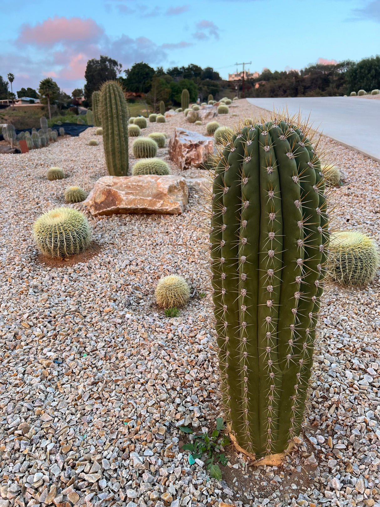 Argentine Saguaro - Echinopsis terscheckii or Trichocereus terscheckii