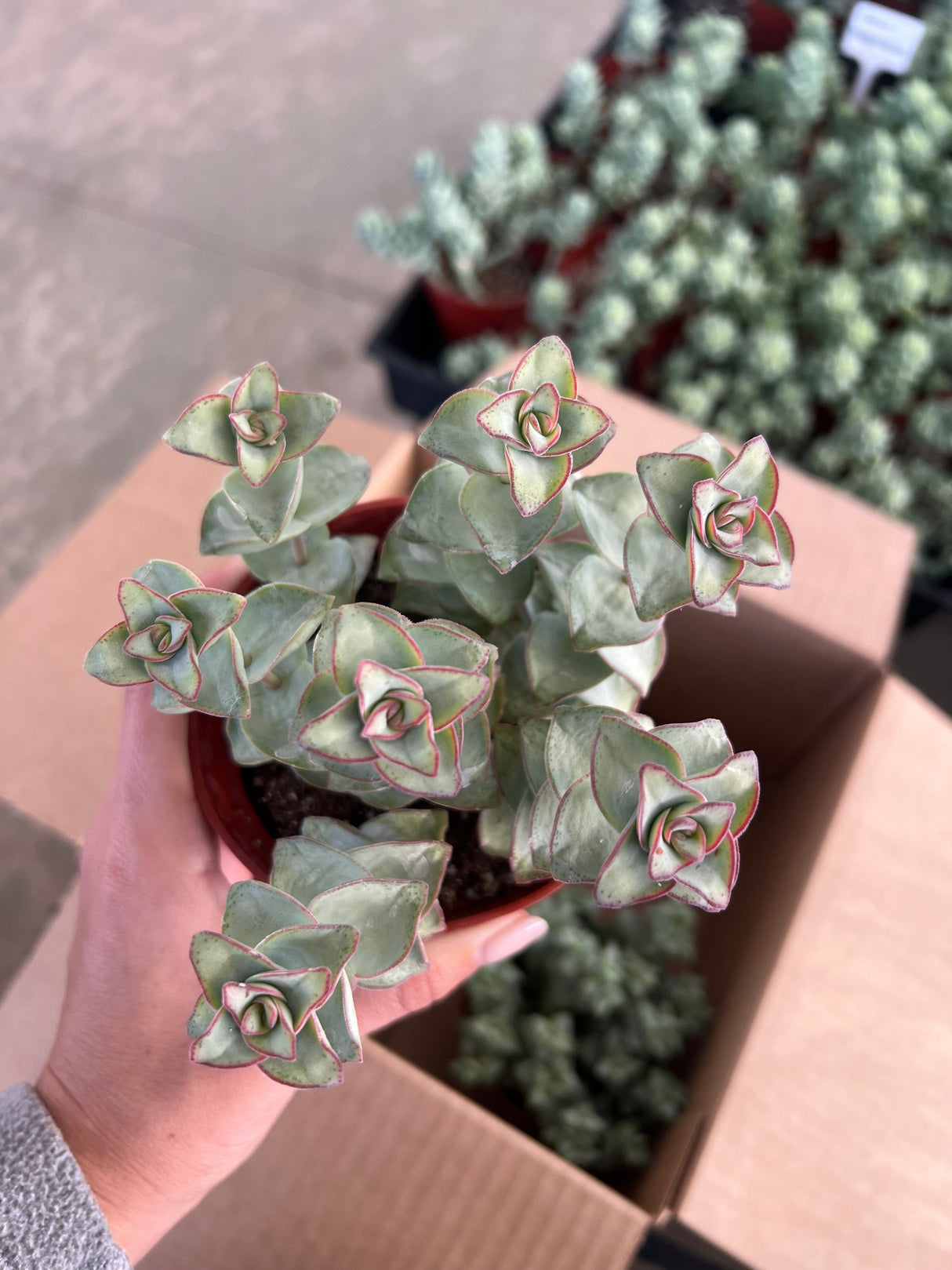 Mixed Crassula Succulent Bundle  - Crassula