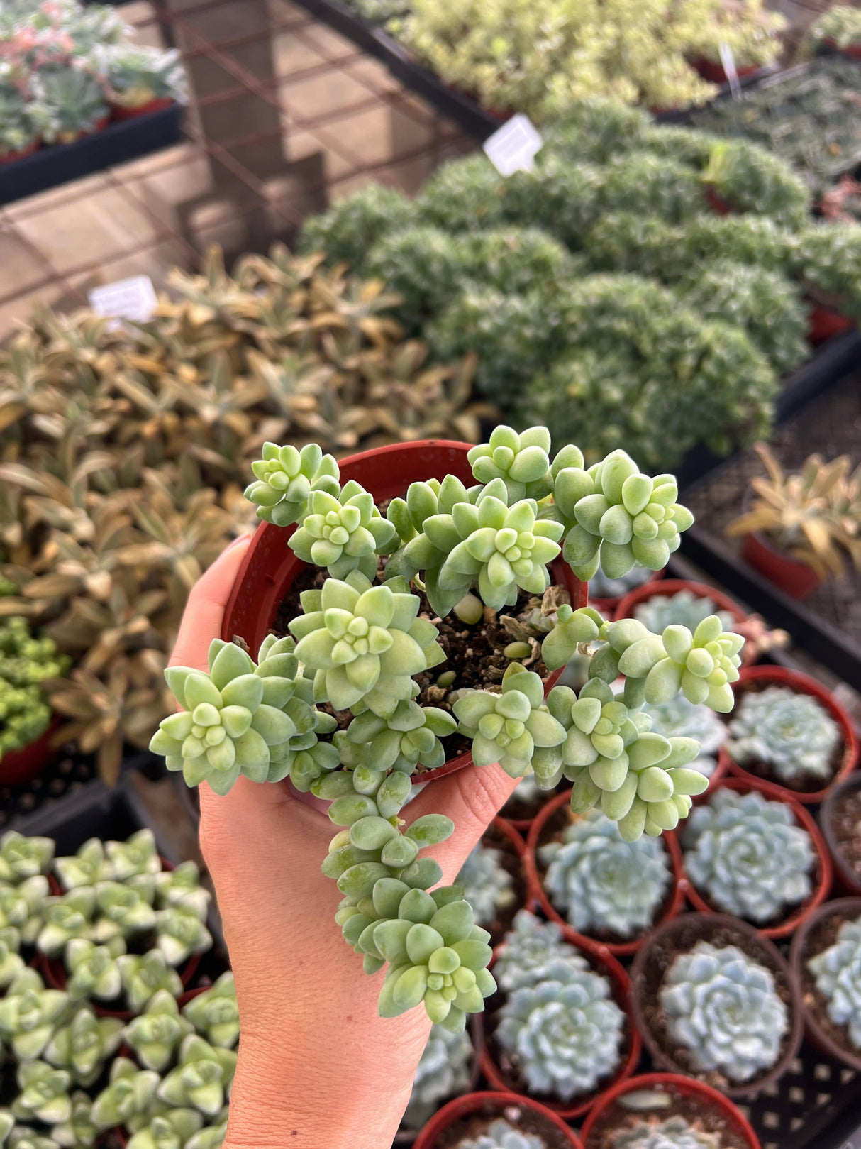 Donkey’s Tail - Sedum Morganianum