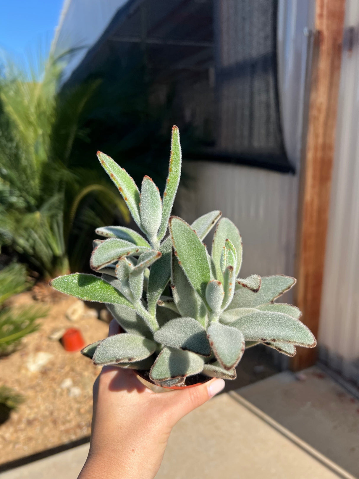 Mixed Fuzzy & Variegated Succulent Bundle