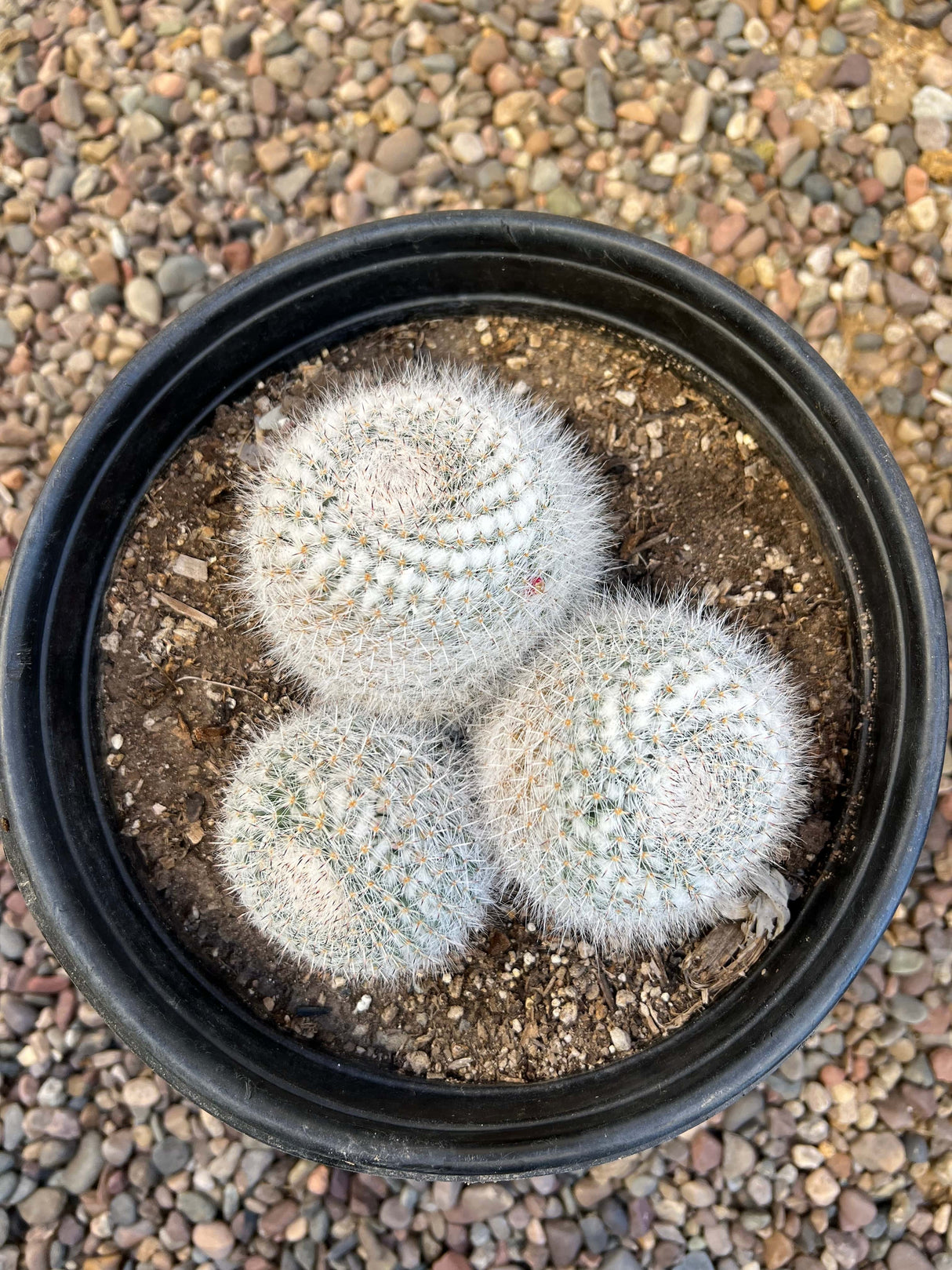 Mammillaria Maximus Trio Cluster - Mammillaria maximus