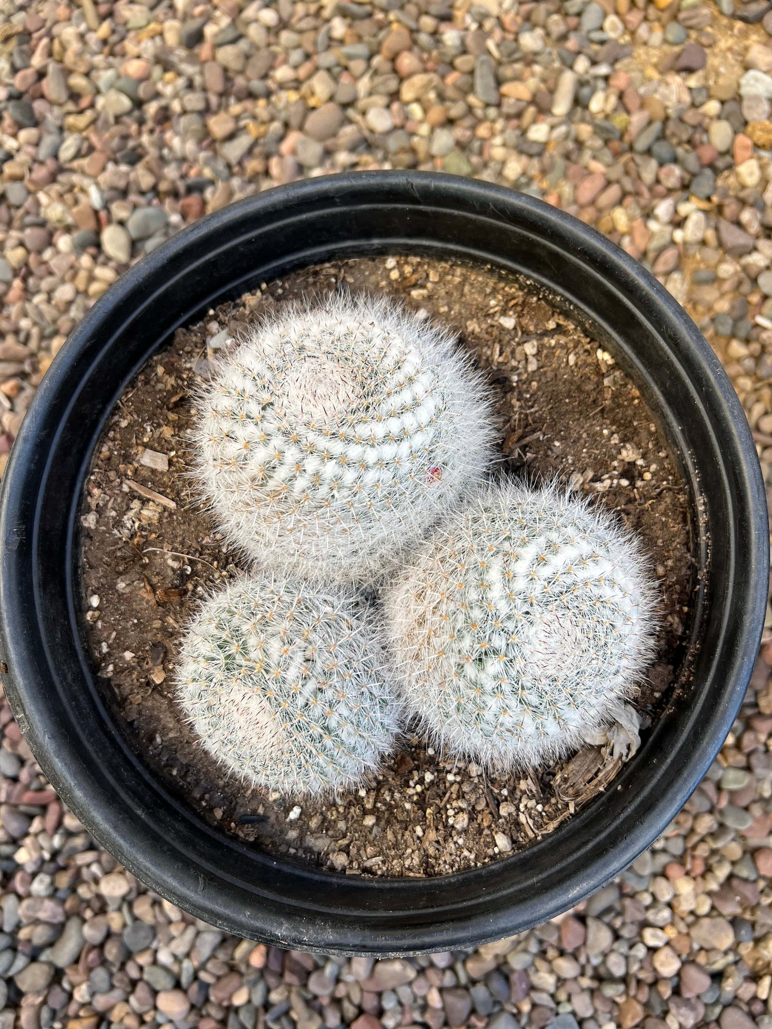 Mammillaria Maximus Trio Cluster - Mammillaria maximus