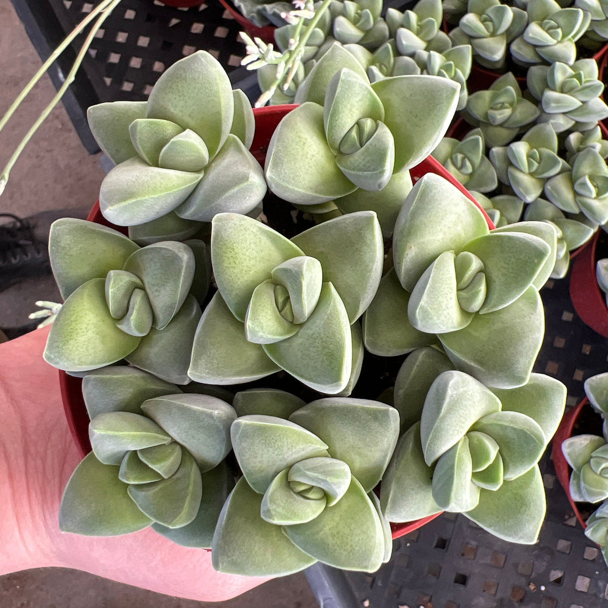 crassula moonglow succulent Crassula 'Moonglow'