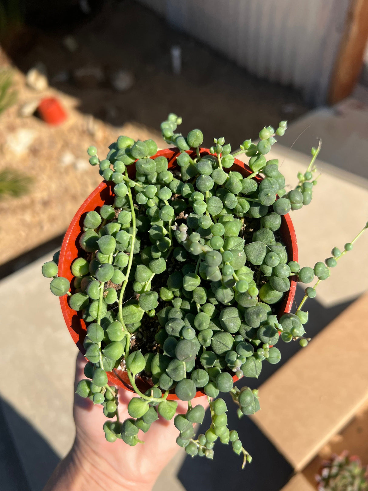 Mixed Succulent Starter Bundle