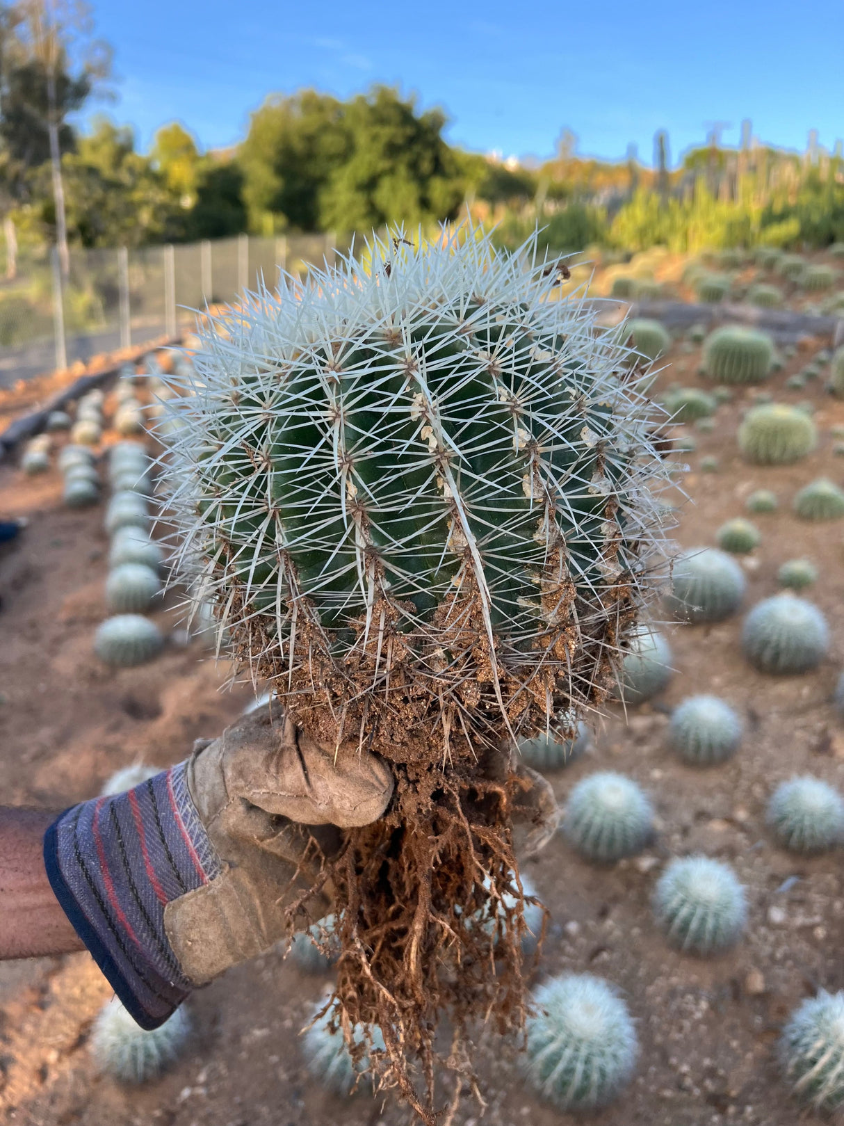 White Spine Barrel Cactus - Echinocactus Grusonii Albispinus