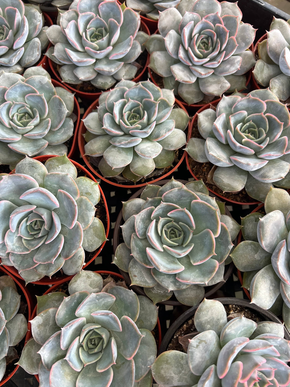 Echeveria 'Pink Hybrid' - Echeveria