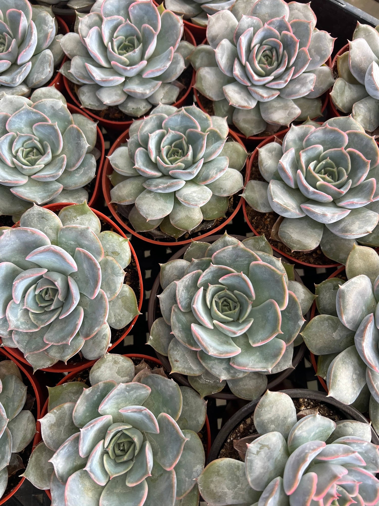 Echeveria 'Pink Hybrid' - Echeveria