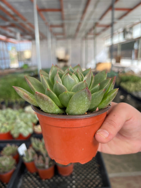 Echeveria 'Agavoides' - Echeveria
