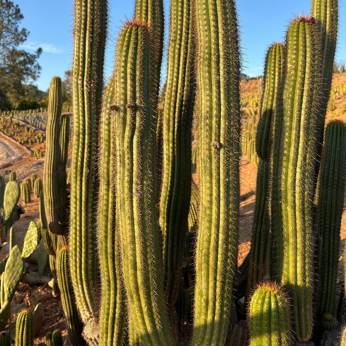 Golden Torch Cactus