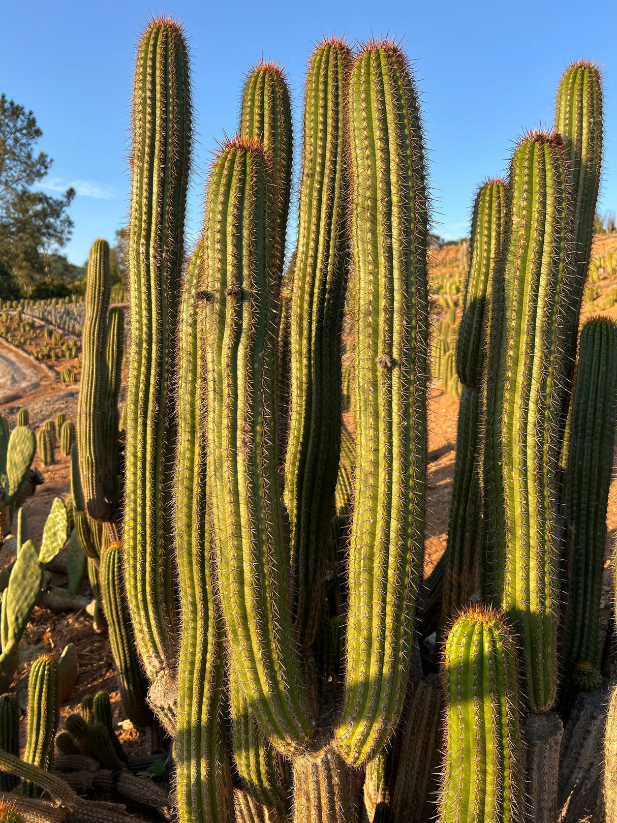 Golden Torch Cactus - Echinopsis Spachiana