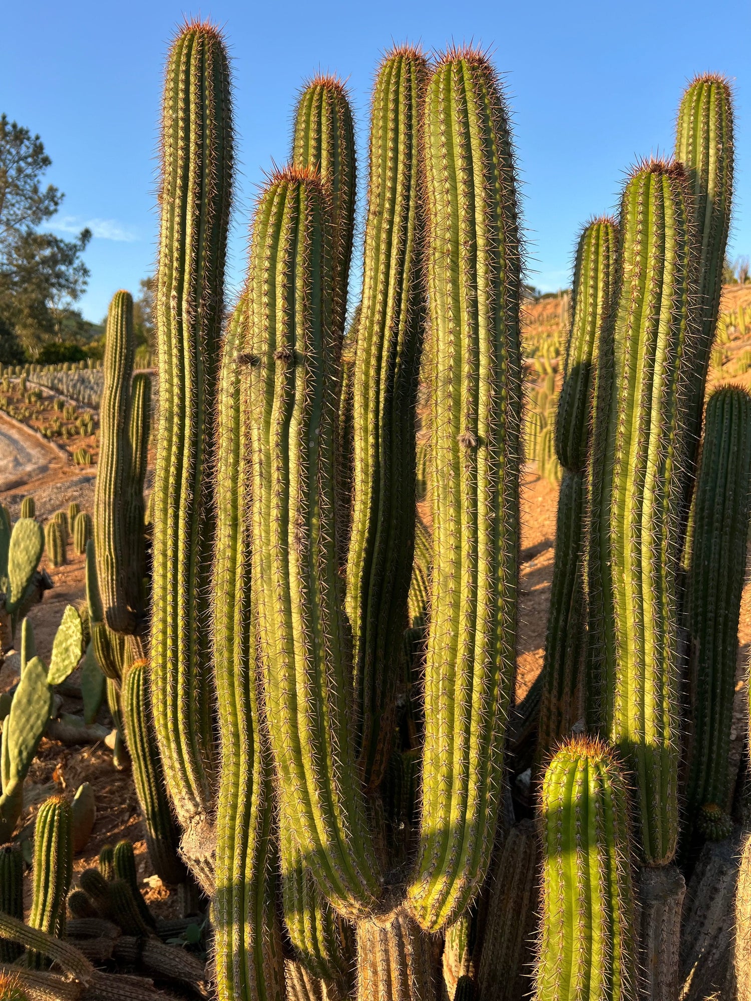 Golden Torch Cactus - Echinopsis Spachiana
