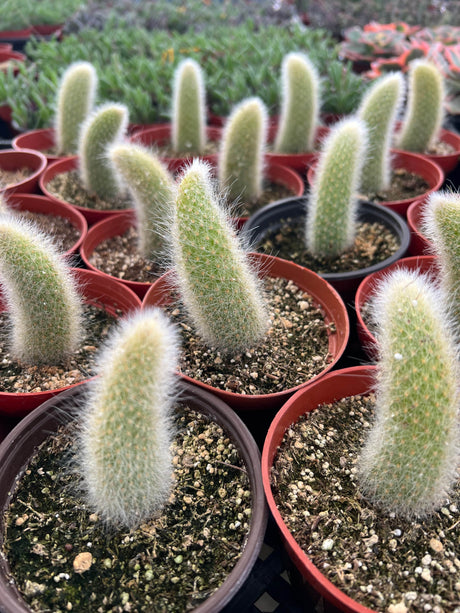 Monkey Tail Cactus - Cleistocactus colademononis