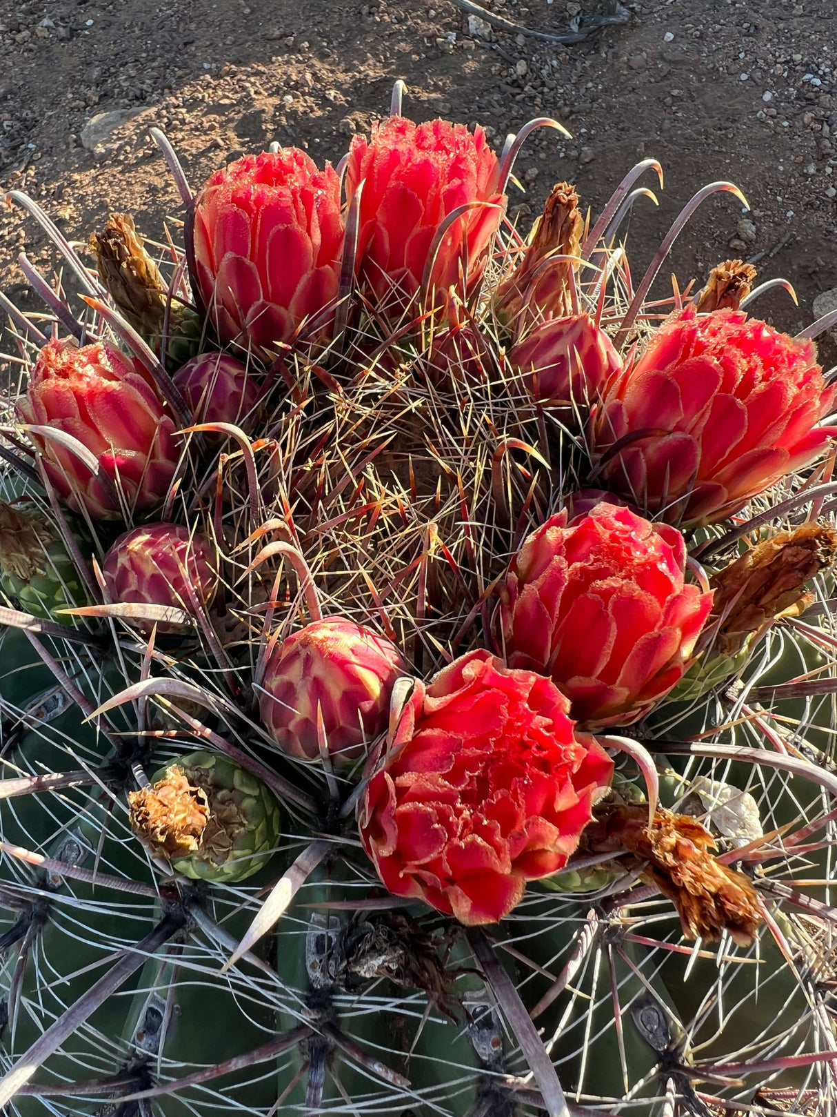 Fishhook Barrel Cactus - Ferocactus wislizeni
