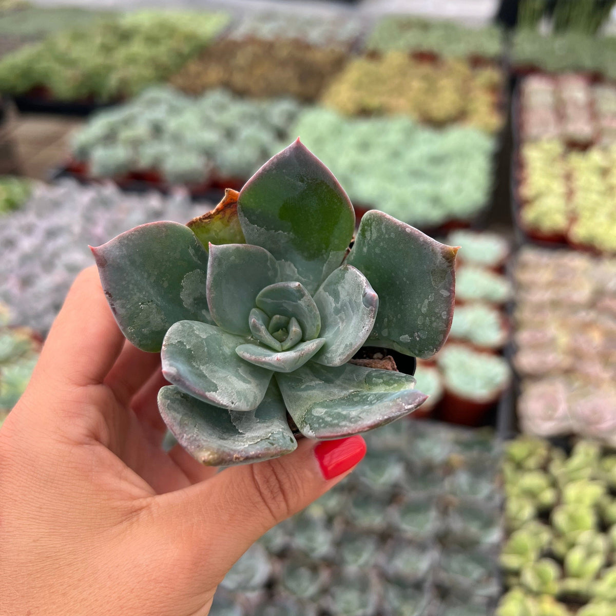 Echeveria 'Blue Prince'
