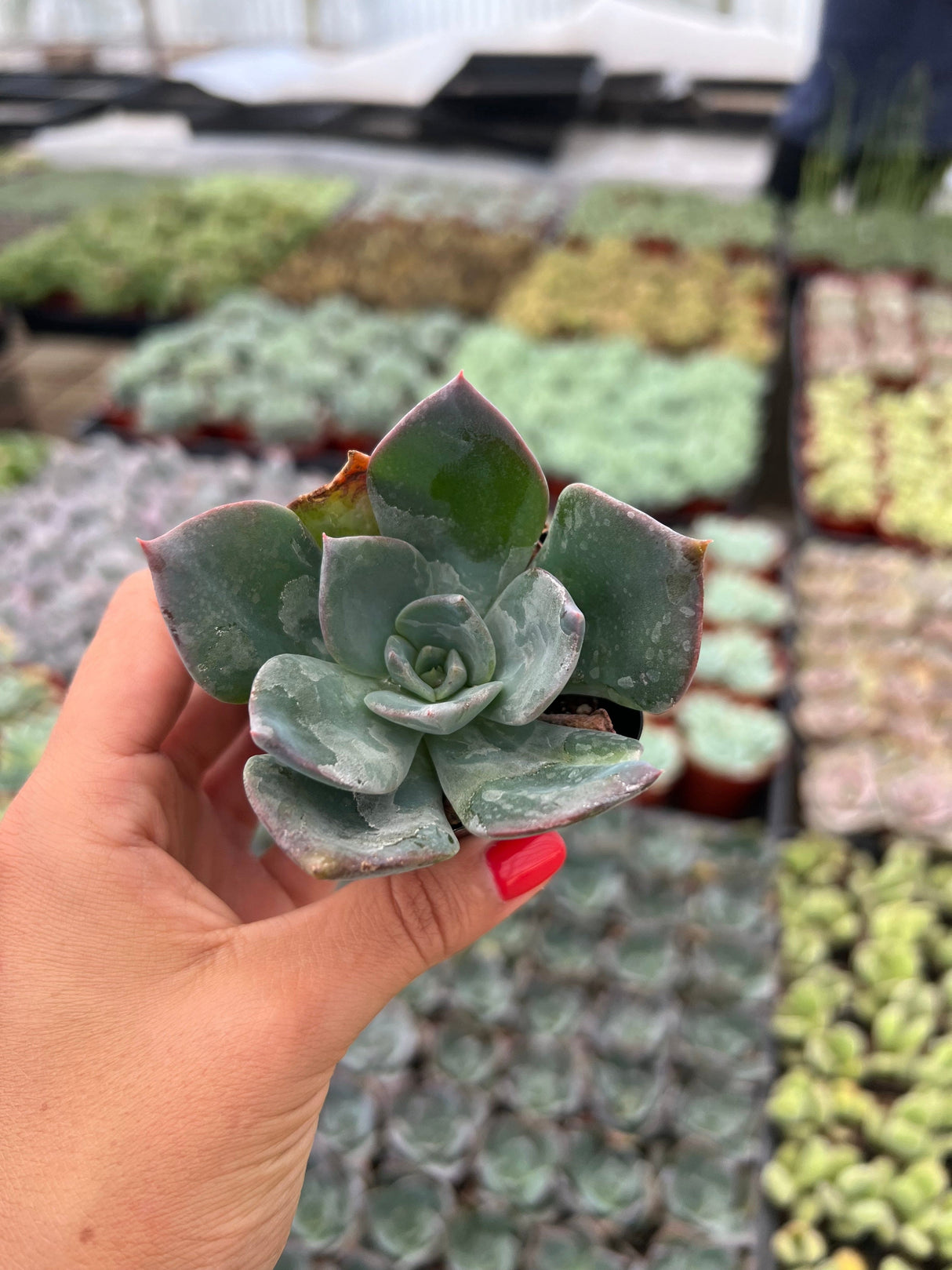 Echeveria 'Blue Prince' - Echeveria