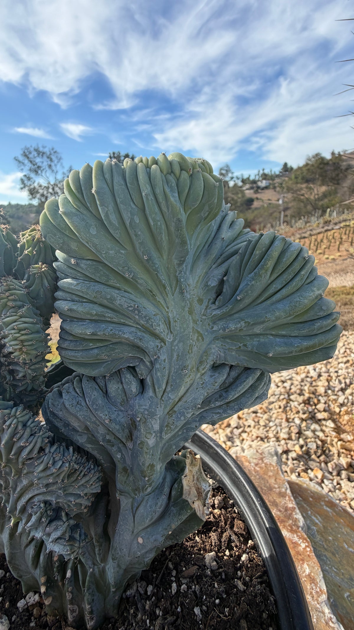 Close view of the wavy crest fan folds