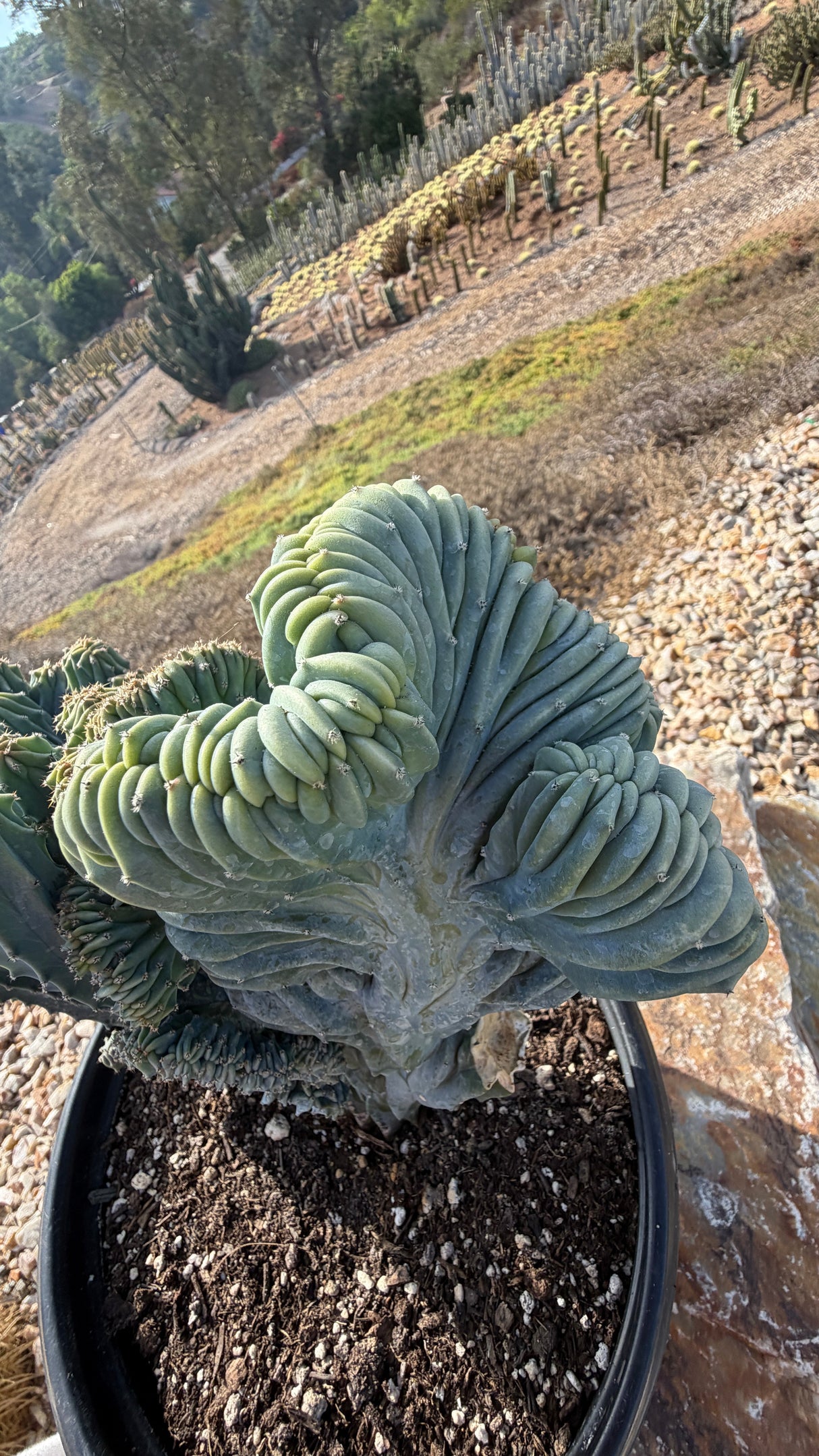 Top view of the crest fan and serrated stems
