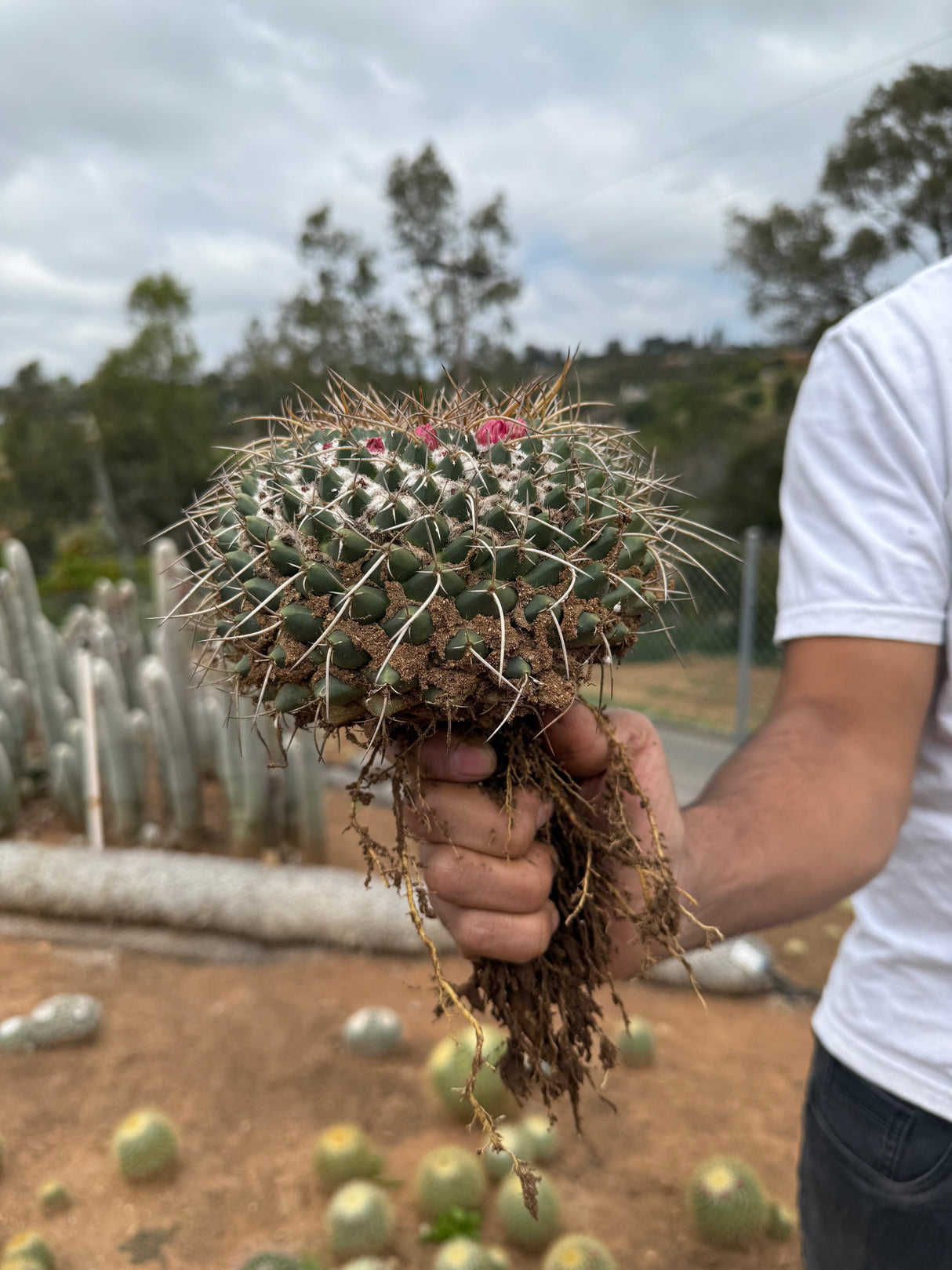 Mammillaria magnimamma - Mexican Pincushion