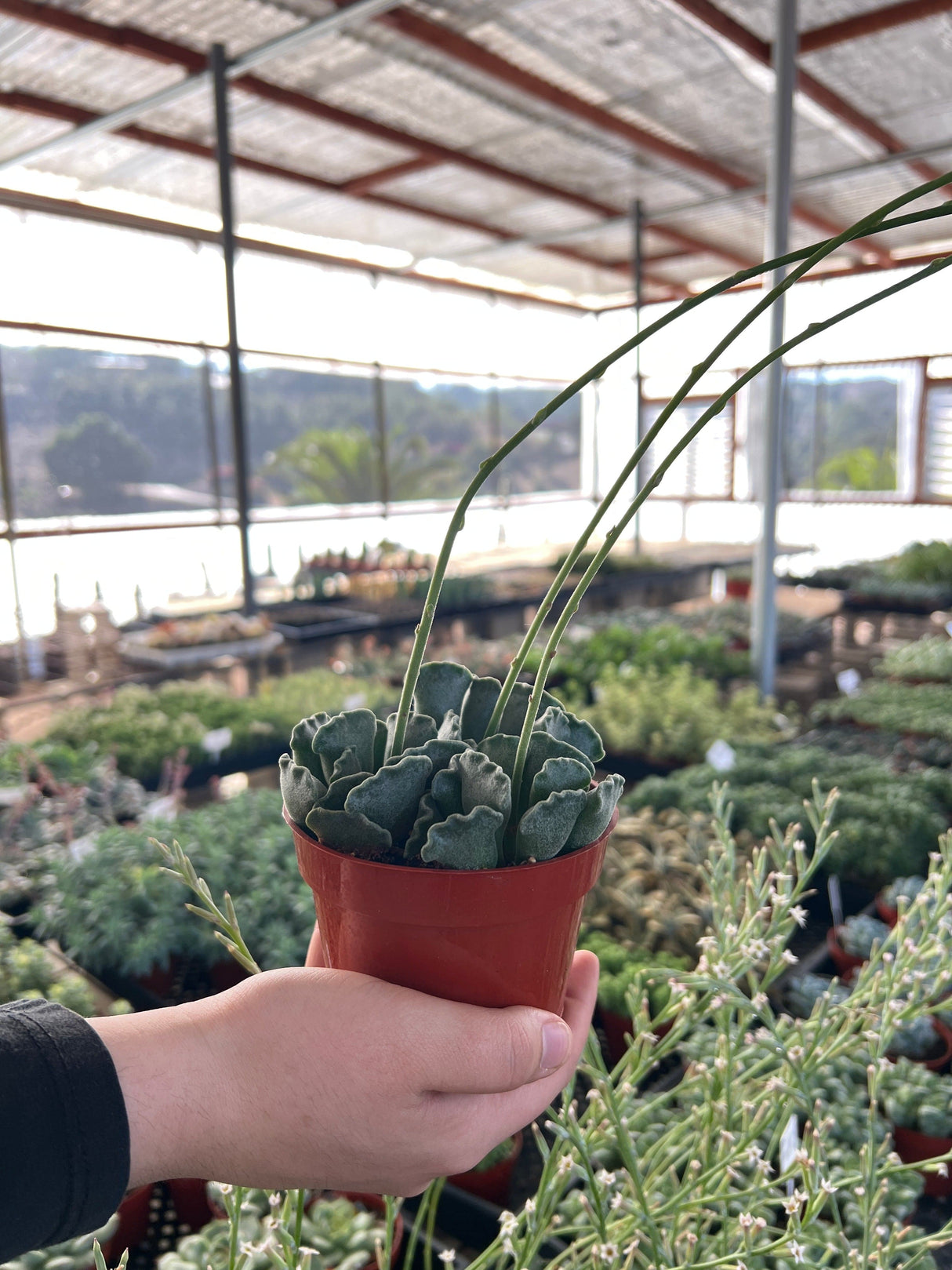 Key Lime Pie Succulent - Adromischus Cristatus