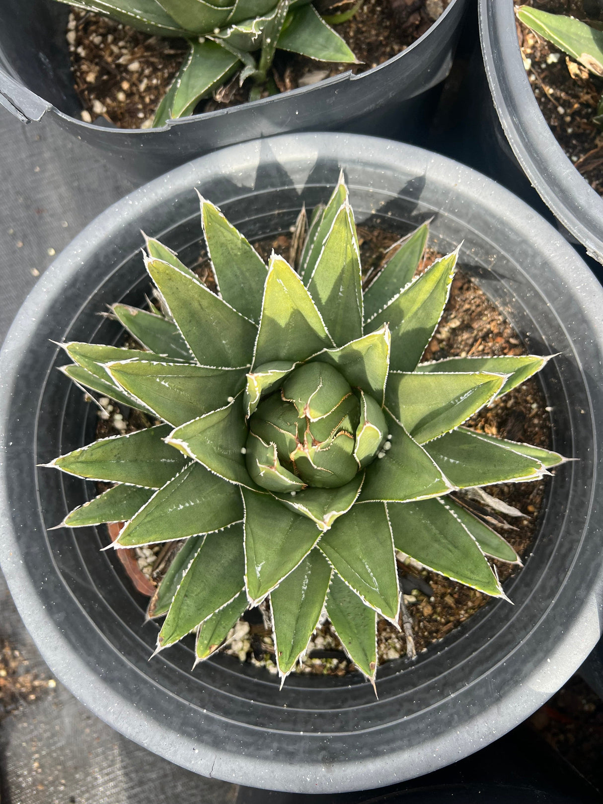 Queen Victoria Agave - Agave Victoriae-Reginae