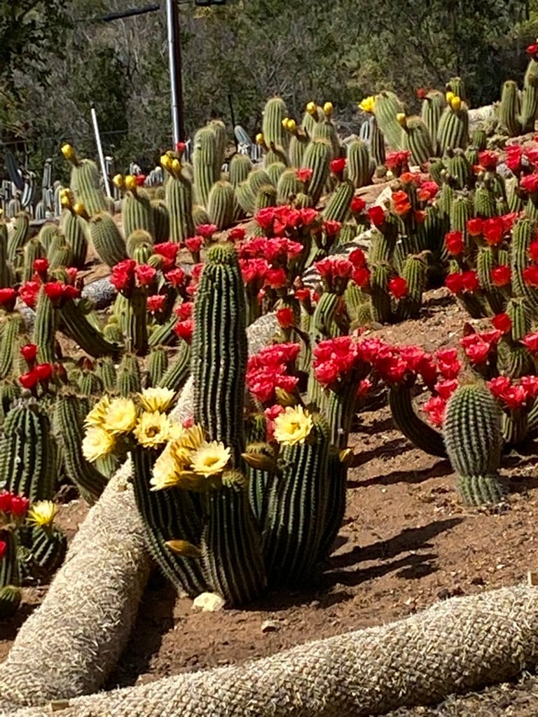 Red Trichocereus Hybrid - Echinopsis hybrid