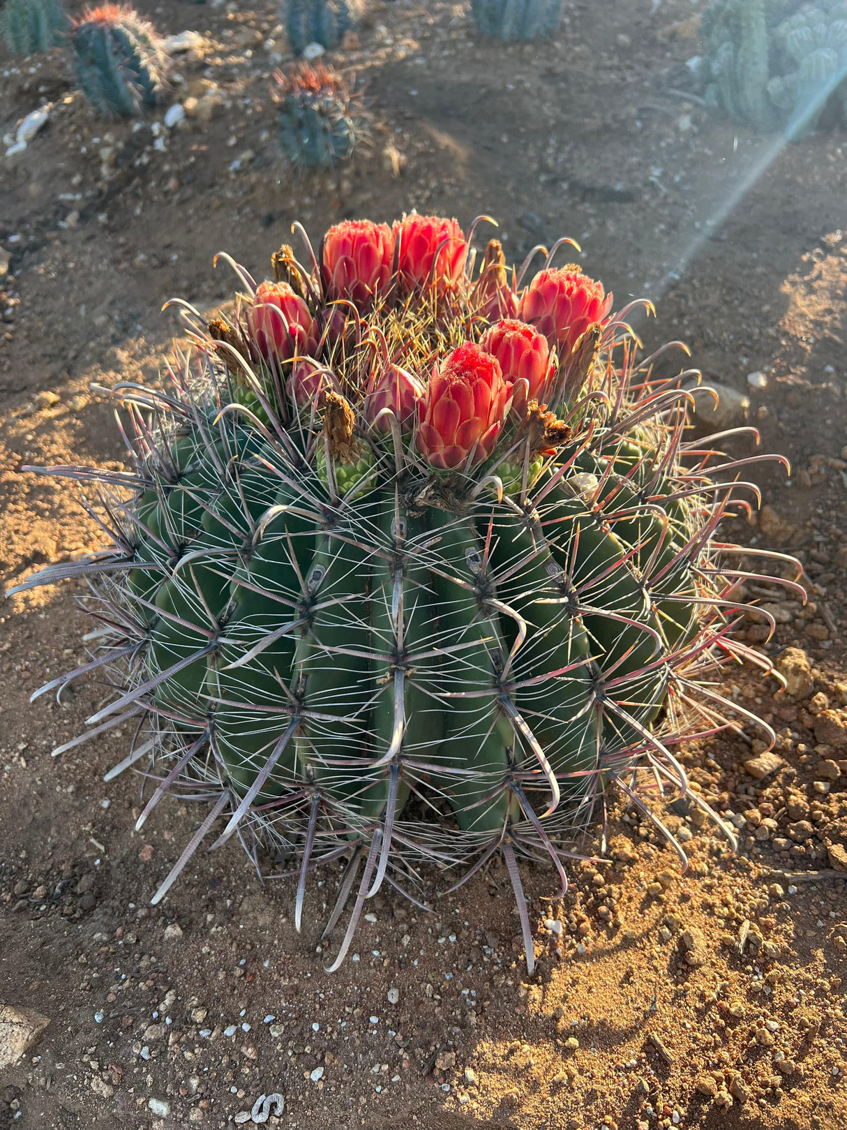 Fishhook Barrel Cactus - Ferocactus wislizeni