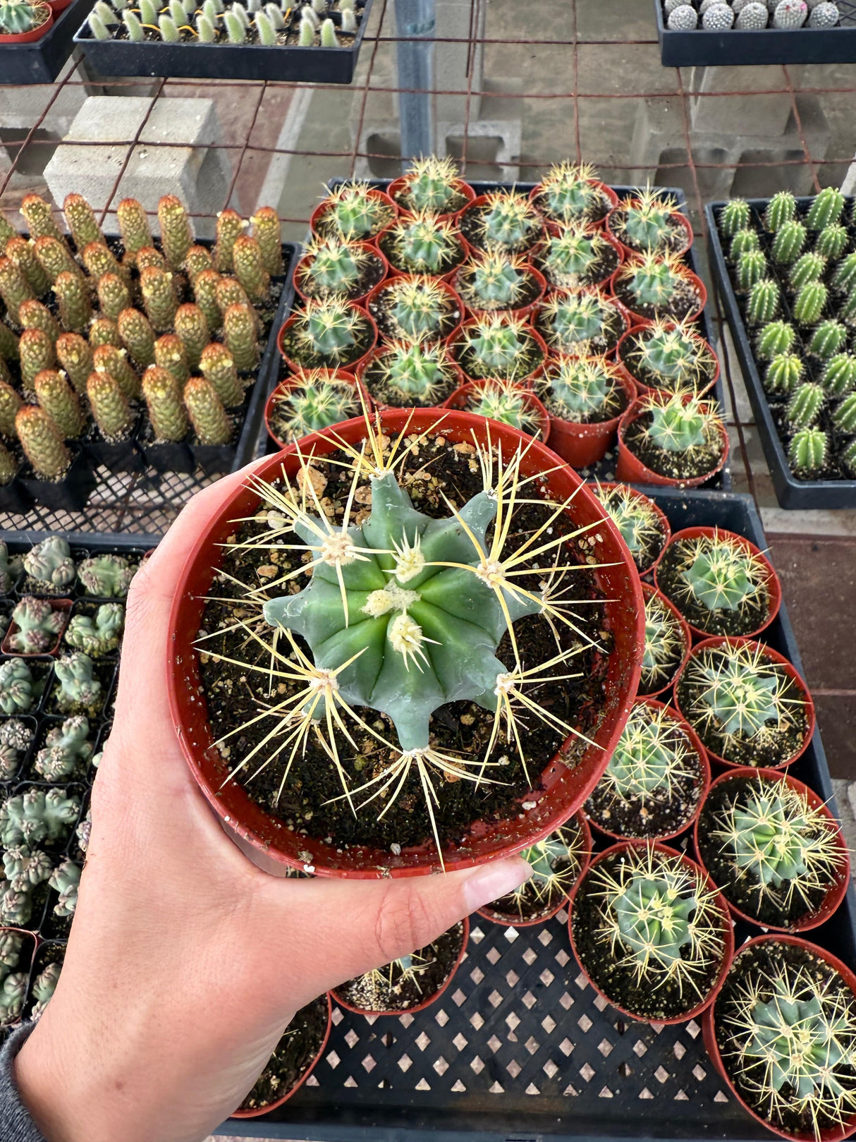 Blue Barrel Cactus - Ferocactus glaucescens