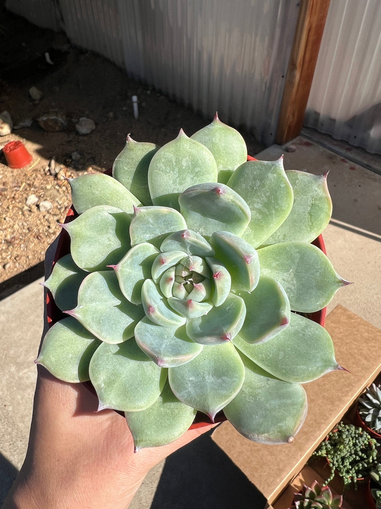 Mixed Succulent Starter Bundle