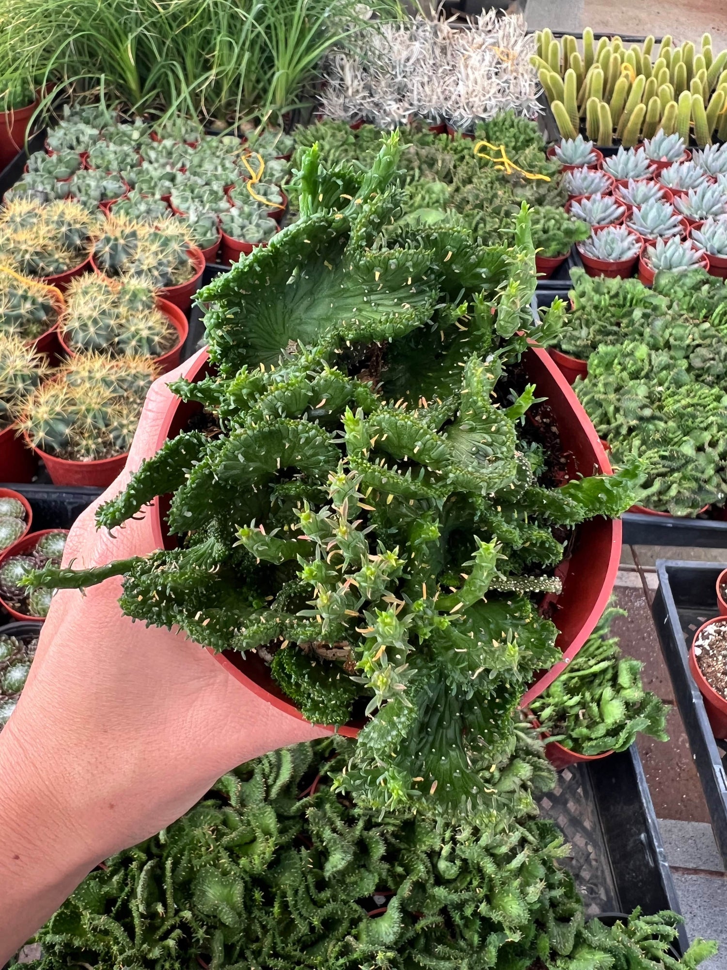 Green Coral Succulent - Euphorbia flanaganii f. cristata