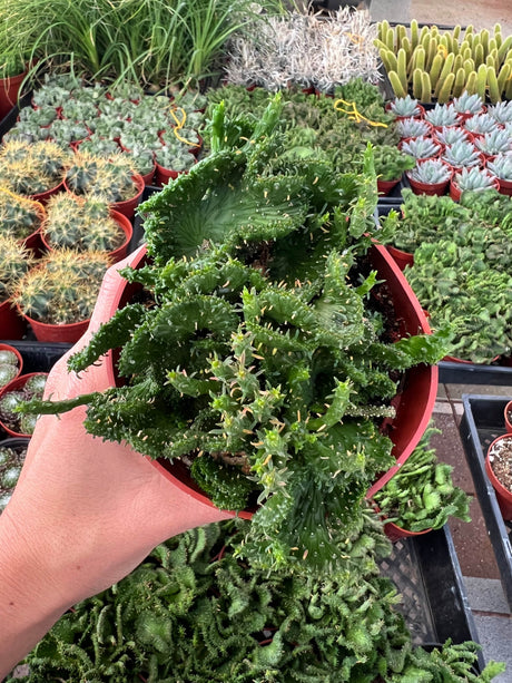 Green Coral Succulent - Euphorbia flanaganii f. cristata