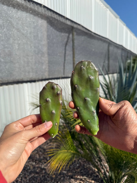 Opuntia elata