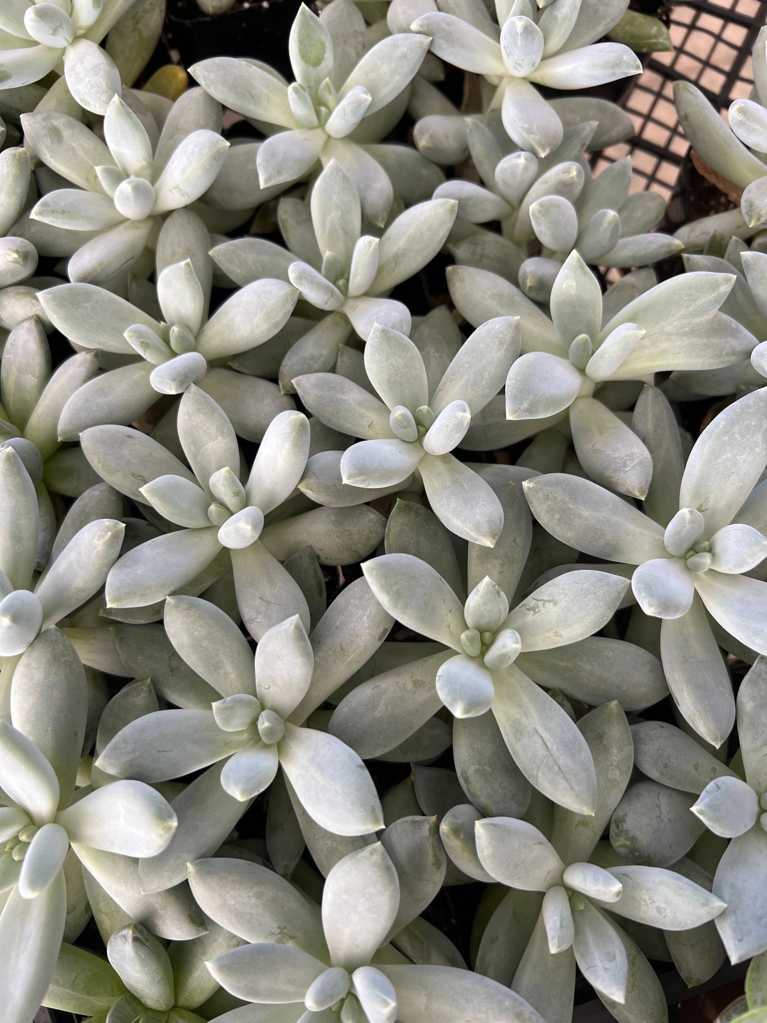 Pachyphytum 'Moon Silver' - Pachyphytum