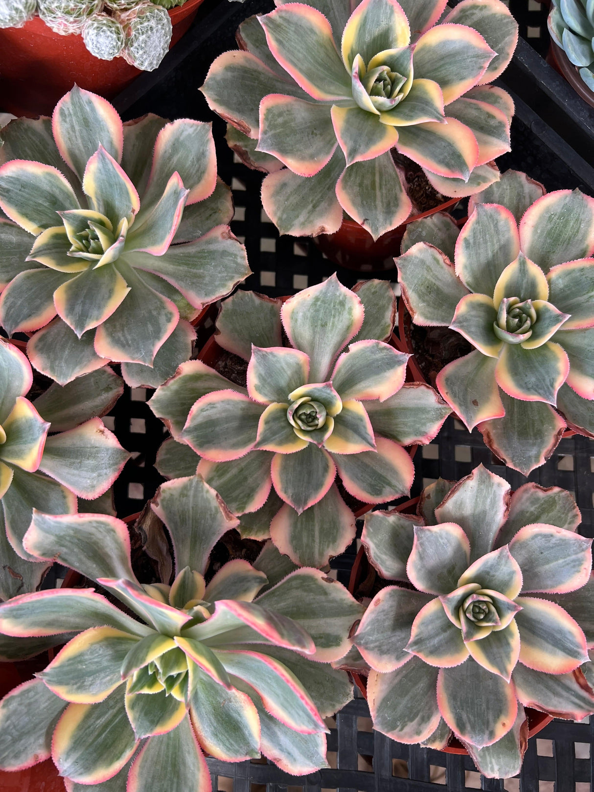 Aeonium Sunburst - Aeonium Decorum
