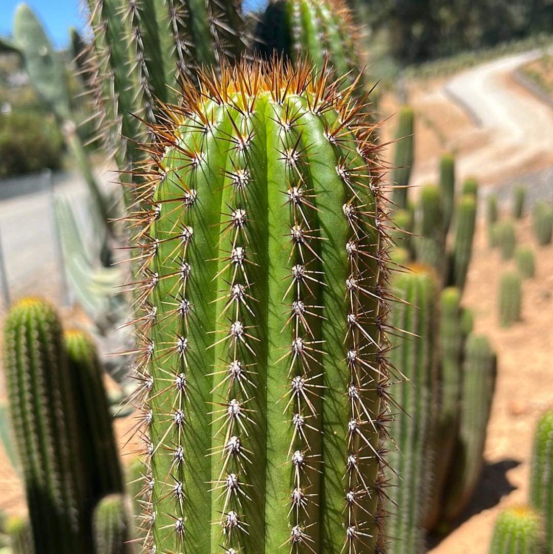 Golden Torch Cactus - Echinopsis Spachiana