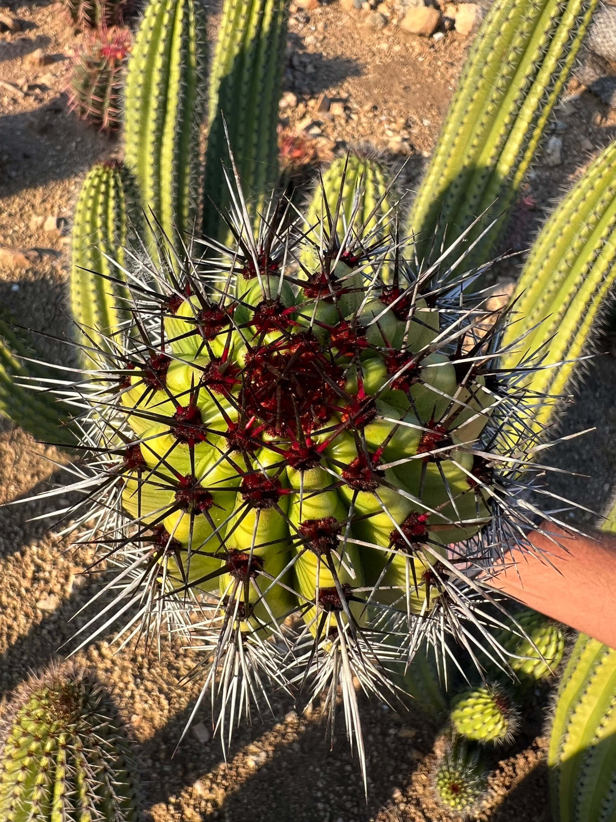 Organ Pipe Cactus - Stenocereus Thurberi