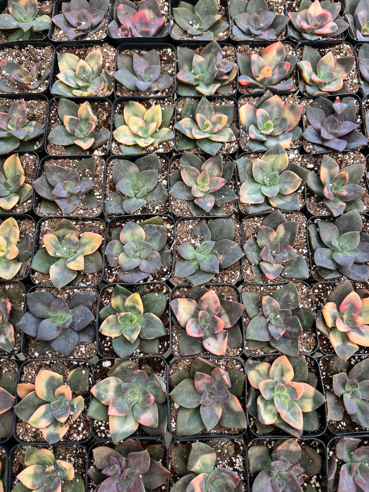 Echeveria 'Chroma' - Echeveria