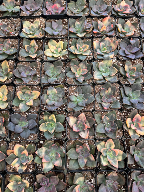 Echeveria 'Chroma' - Echeveria