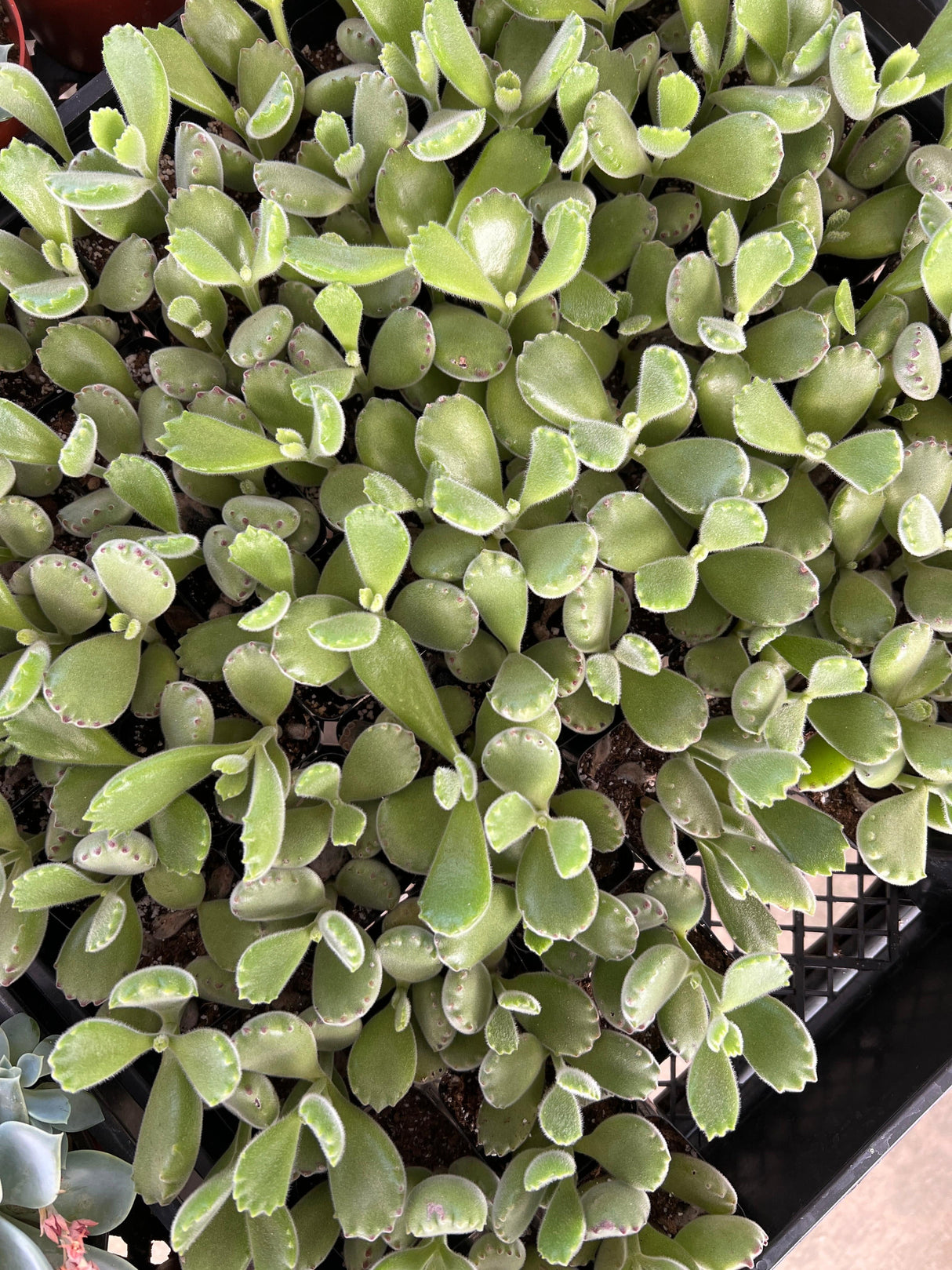 Bear’s Paw Succulent - Cotyledon Tomentosa