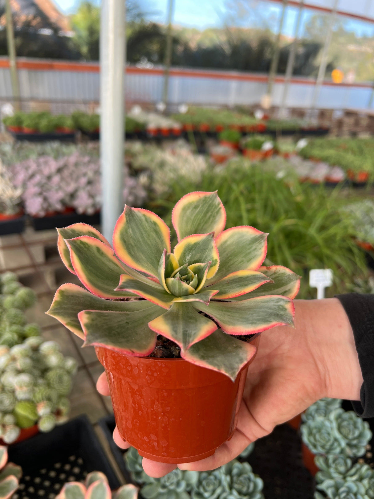 Aeonium Sunburst - Aeonium Decorum