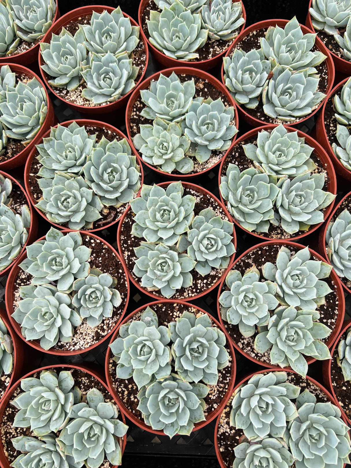 Echeveria 'Peacock' - Echeveria Peacockii