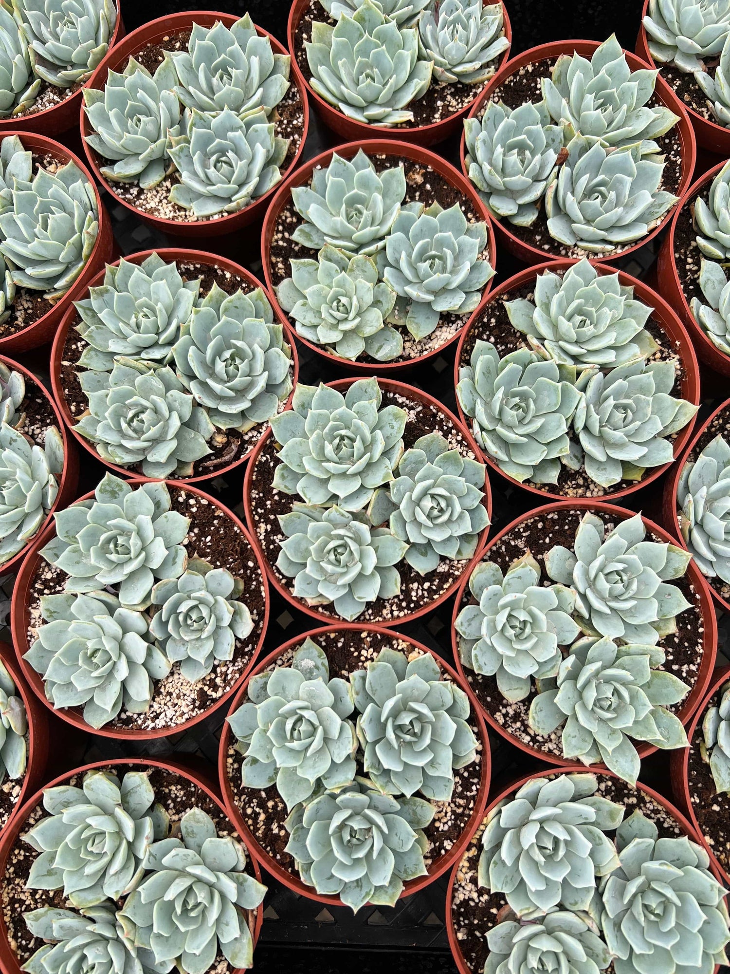 Echeveria 'Peacock' - Echeveria Peacockii