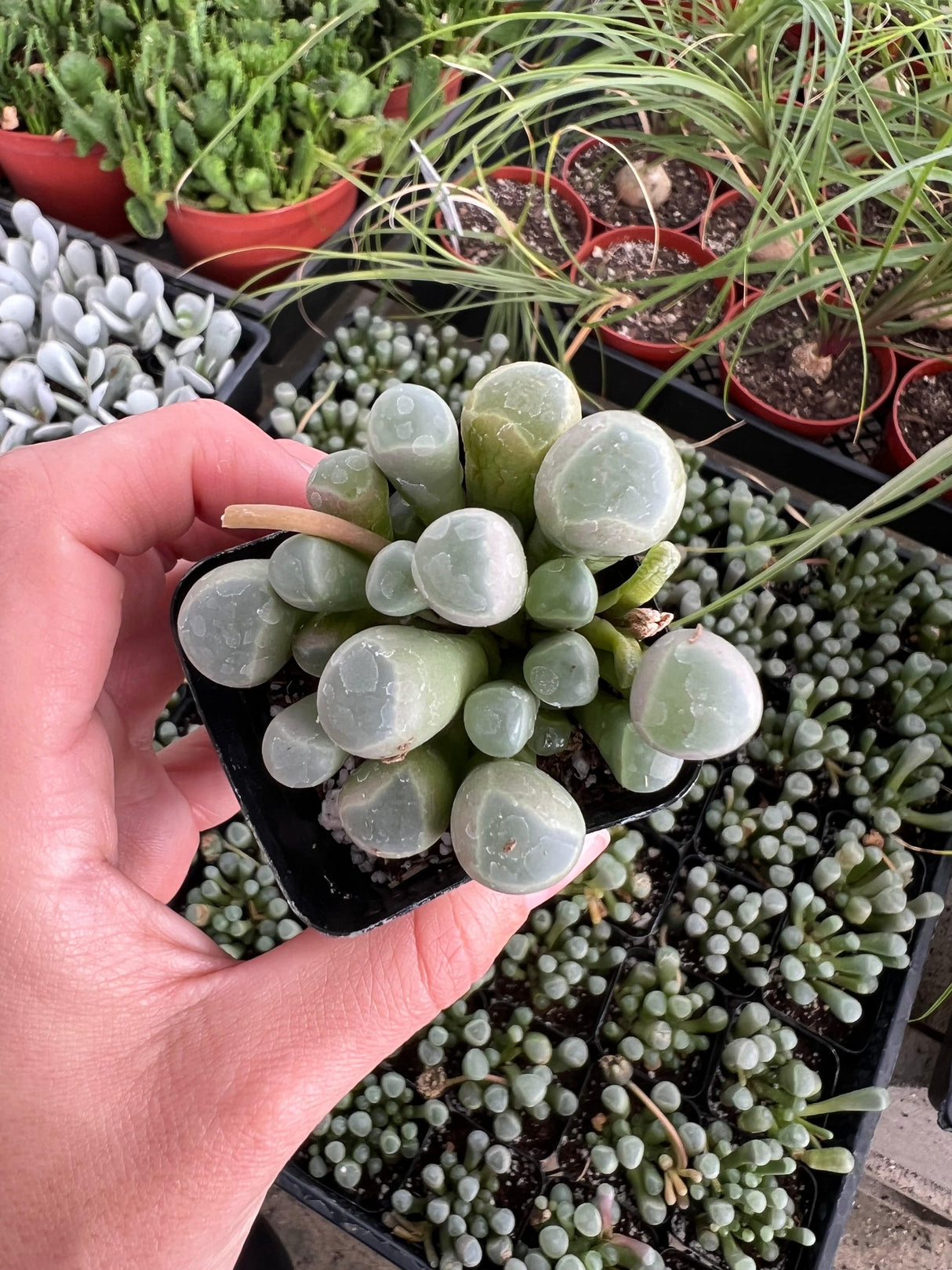 Fenestraria rhopalophylla - Baby Toes