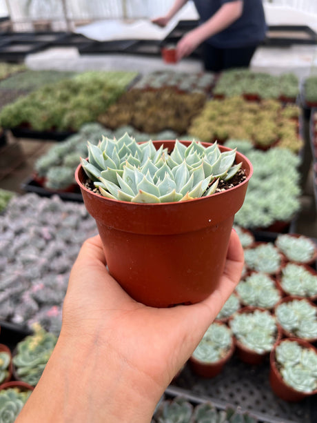 Echeveria 'Peacock' - Echeveria Peacockii