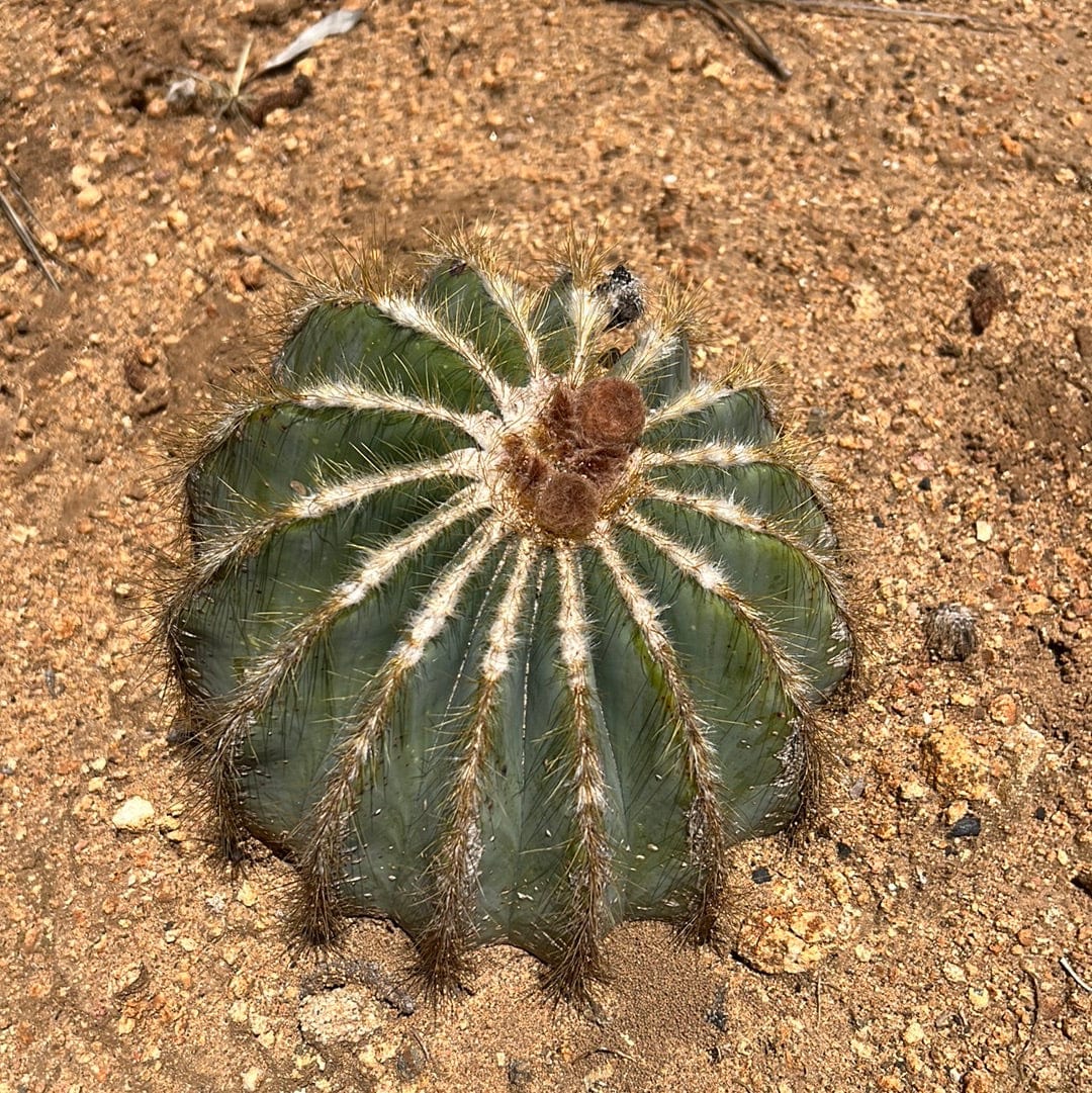Notocactus magnificus - Parodia magnifica, Ball Cactus