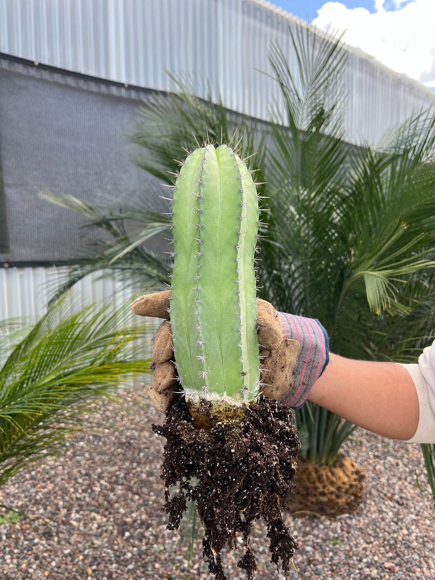 Chichipe Cactus - Polaskia chichipe