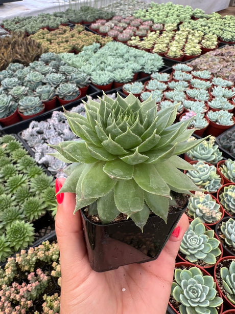 Hens and Chicks - Sempervivum Tectorum